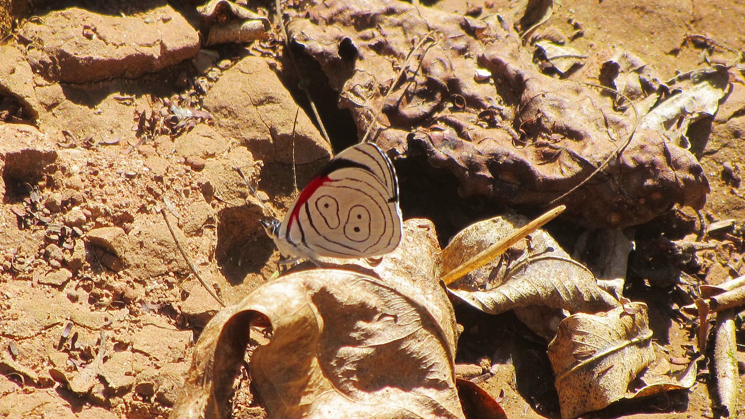 Butterfly with circles on shore of Rio Negrito in the Parque Nacional Calilegua